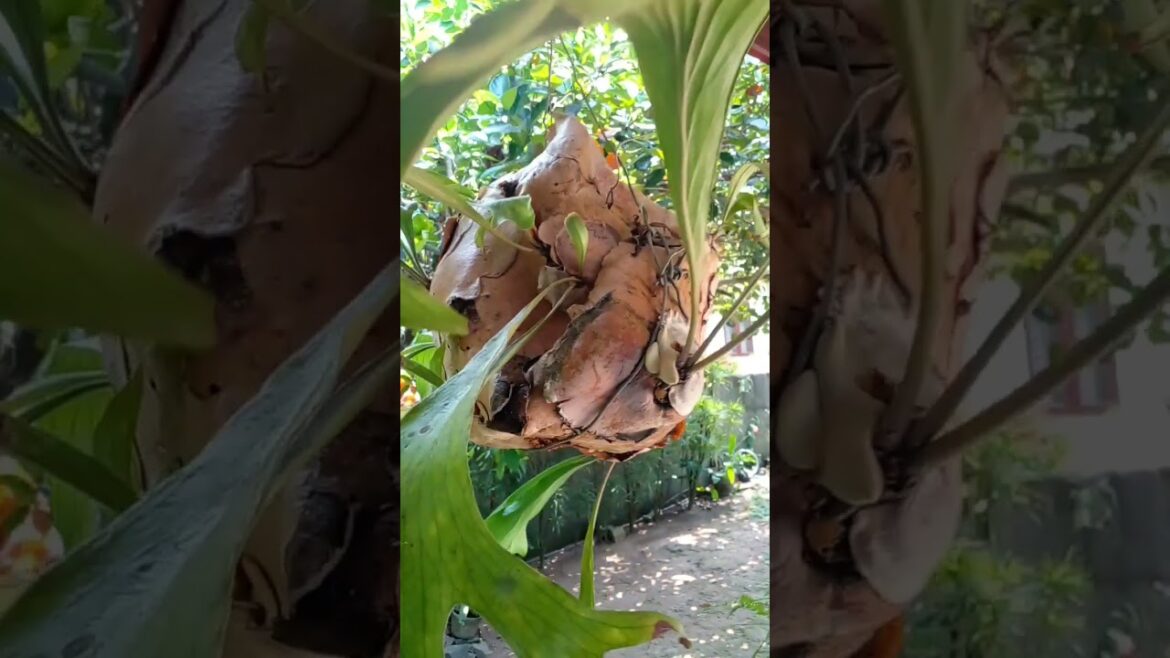 Japanese old kokidama #plants #garden #houseplants #gardening #home