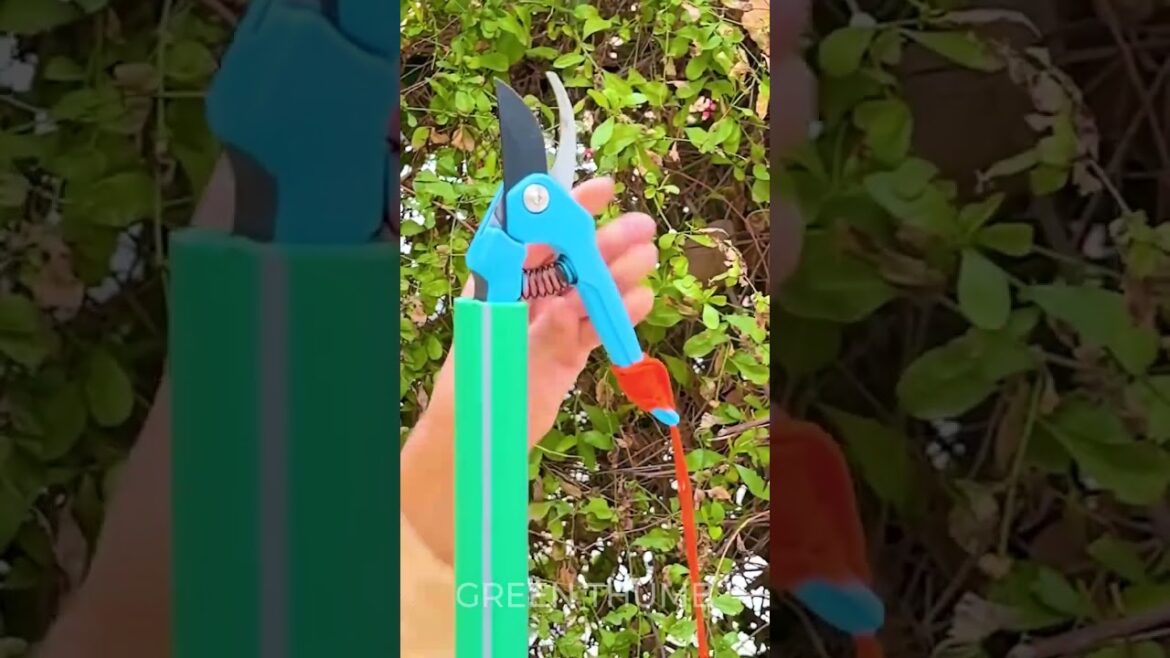 Mind-Blowing Plant Growing Hacks for a Thriving Garden