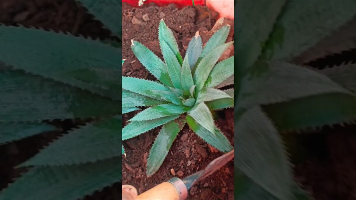 Kya aapne kabhi pineapple grow kiya hai? #viralvideo #shortsfeed #youtubeshorts #reels #yt #shorts