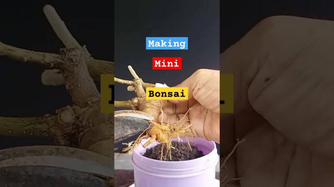 create bonsai #inspirasibonsai #bonsai #kereaktipchannel