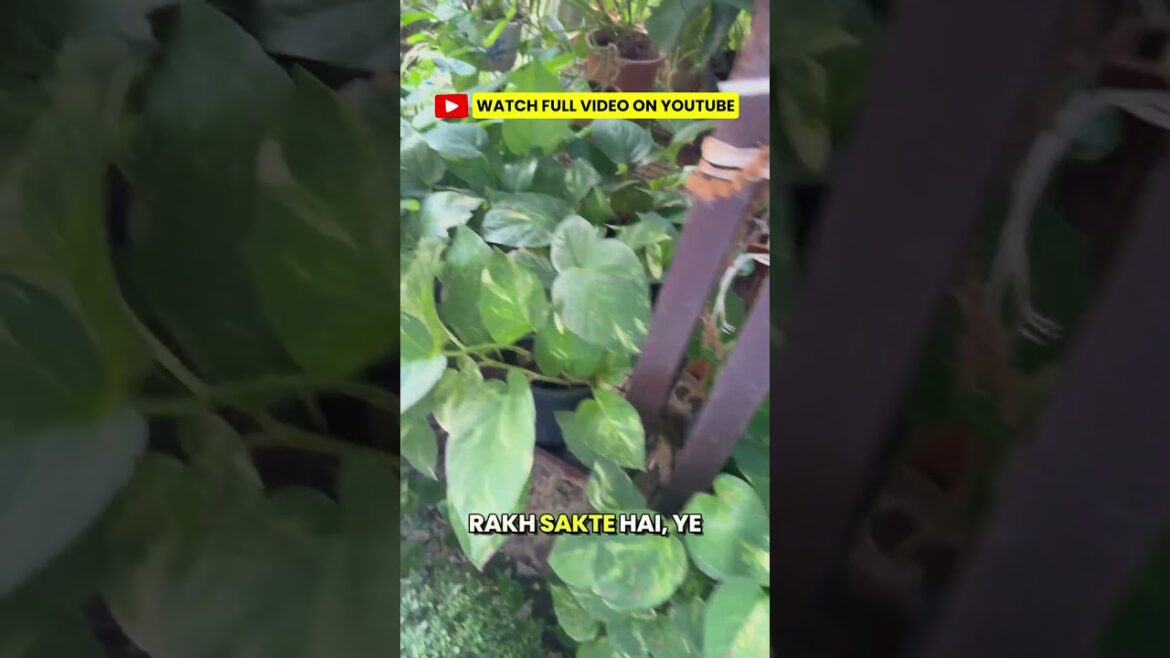 🌸 Secrets to Growing a Green Paradise at Home | Expert Gardening Tips by K.K. Talwar Ji #shoot