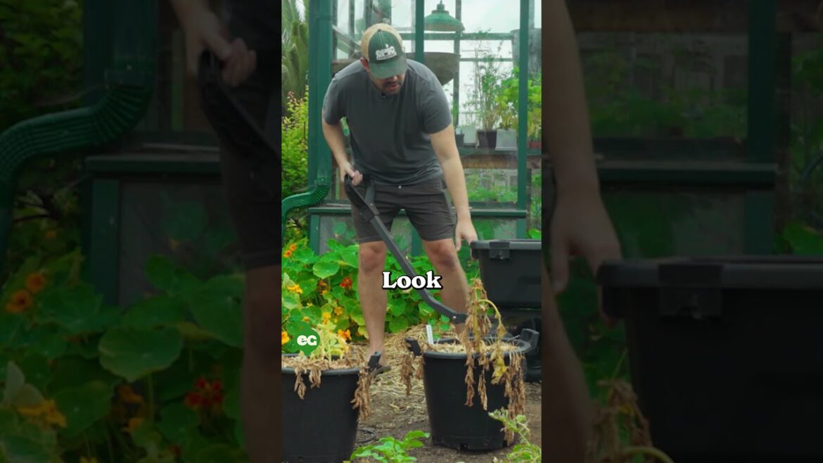 I grew potatoes in buckets