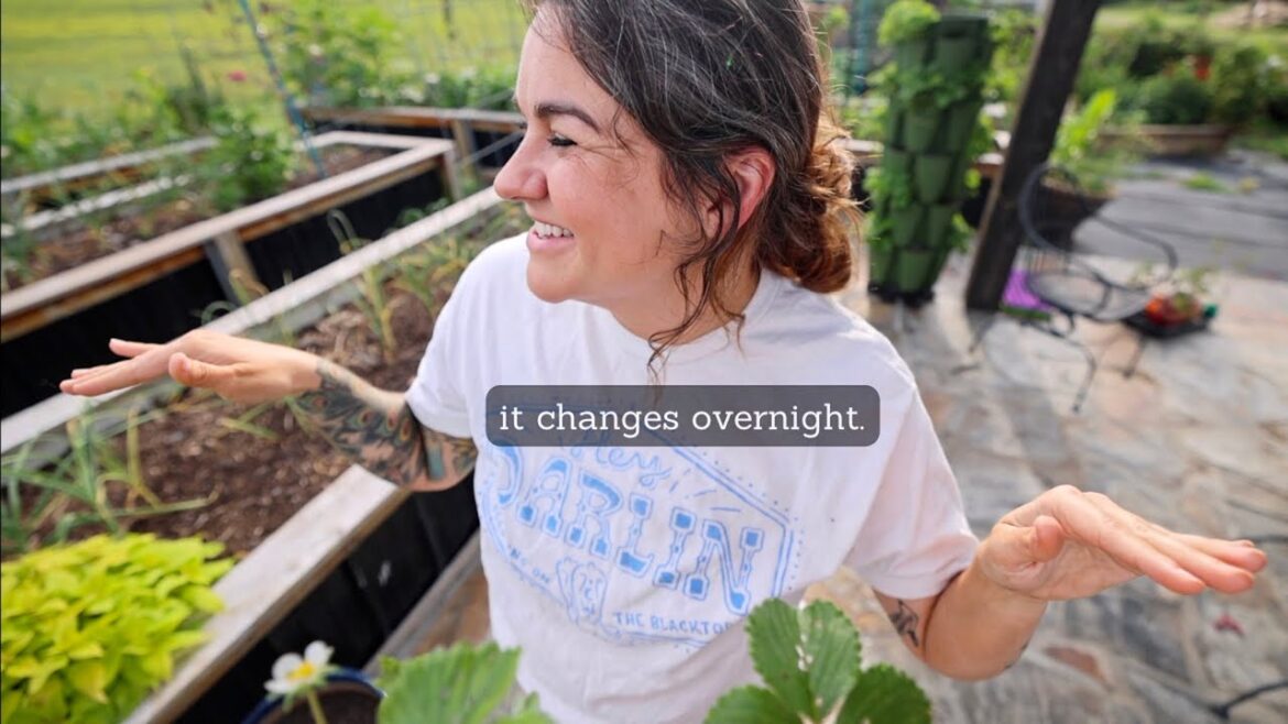 Roots and Refuge Farm: It’s all growing SO Fast! (The best medicine for the garden)  | VLOG It's all growing SO Fast! (The best medicine for the garden)  | VLOG