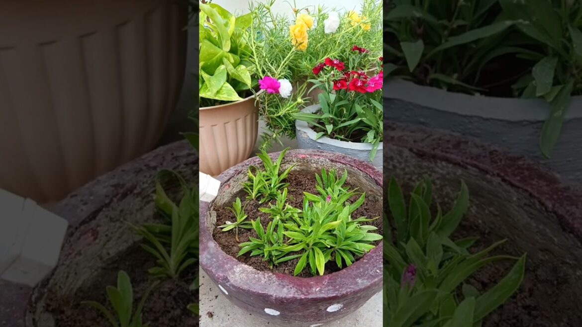 dentist plant ☘️#shorts #garden #gardening #plants #trending #shortsfeed #viralvideo dentist plant ☘️#shorts #garden #gardening #plants #trending #shortsfeed #viralvideo