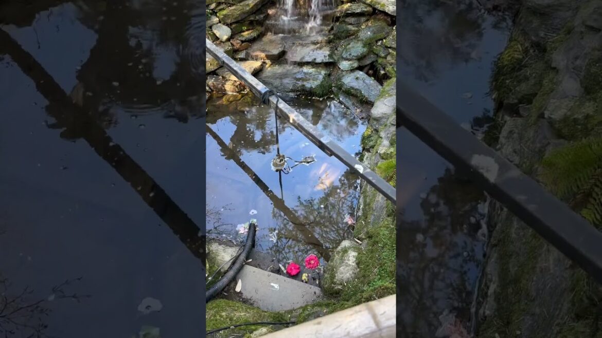 Japanese garden ( Cornwall)