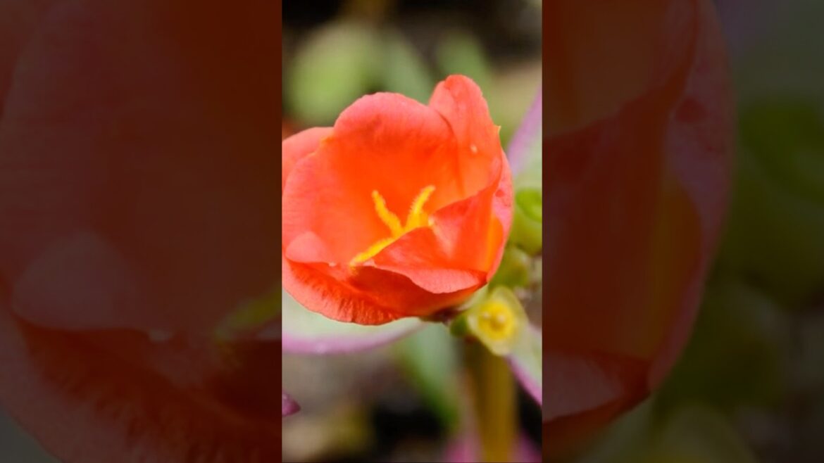 The Unimaginable Beauty of Flowers#shorts #viralshort #viral#ytshorts #trend |@nishuchaudhary4141