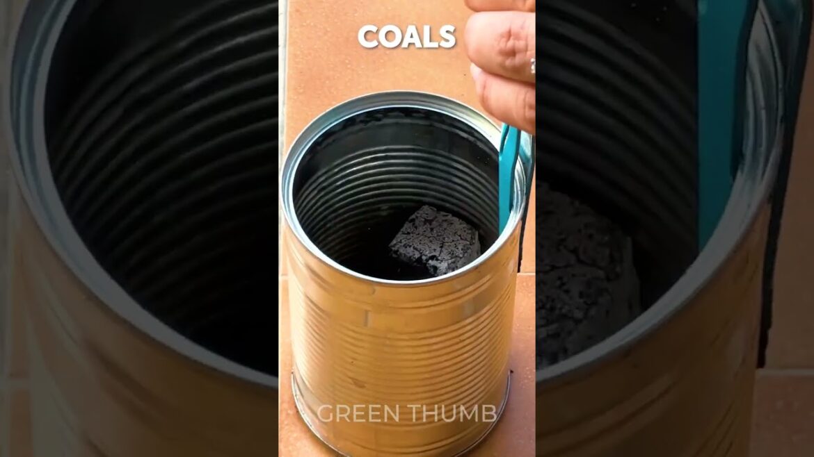 Grow a LUSH Garden with These Inventive Plant Hacks! 🌶️ Grow a LUSH Garden with These Inventive Plant Hacks! 🌶️