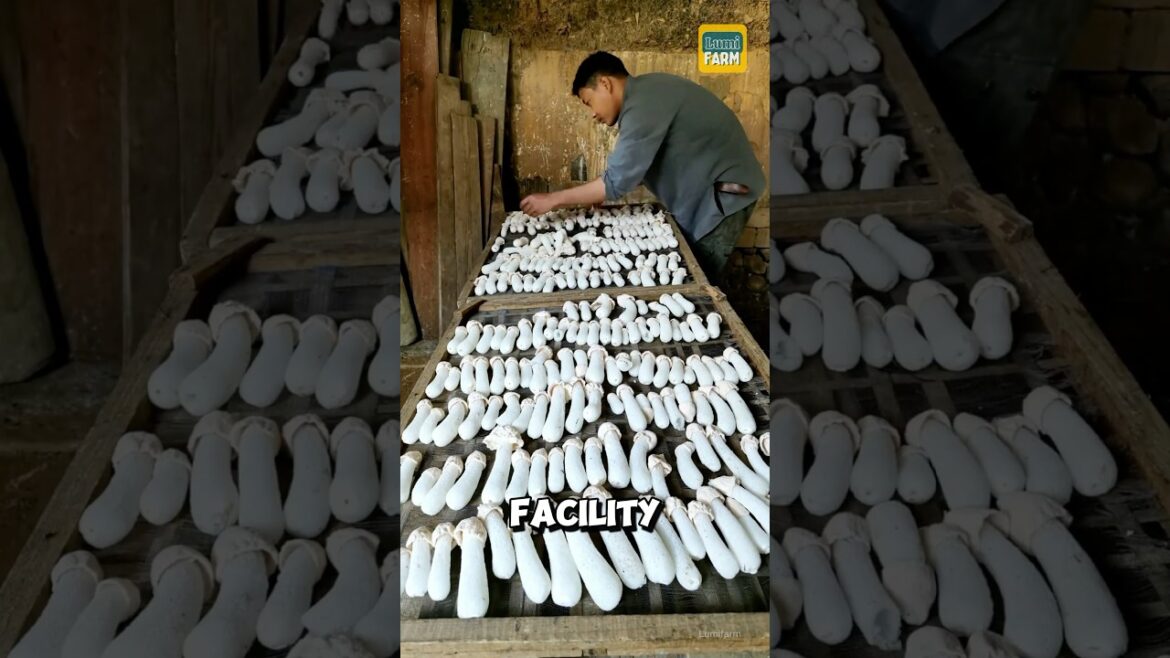 How do the Chinese grow bamboo mushrooms? #mushroom #shorts