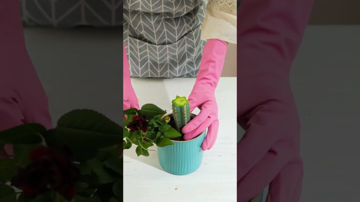 2 Super inventive plant techniques🪴 2 Super inventive plant techniques🪴