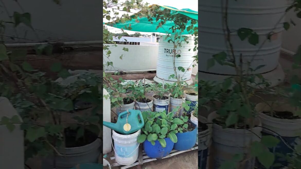 Rooftop Vegetable Gardening | Summer vegetables in pots | Rooftop Urban farming @ Zaheerabad