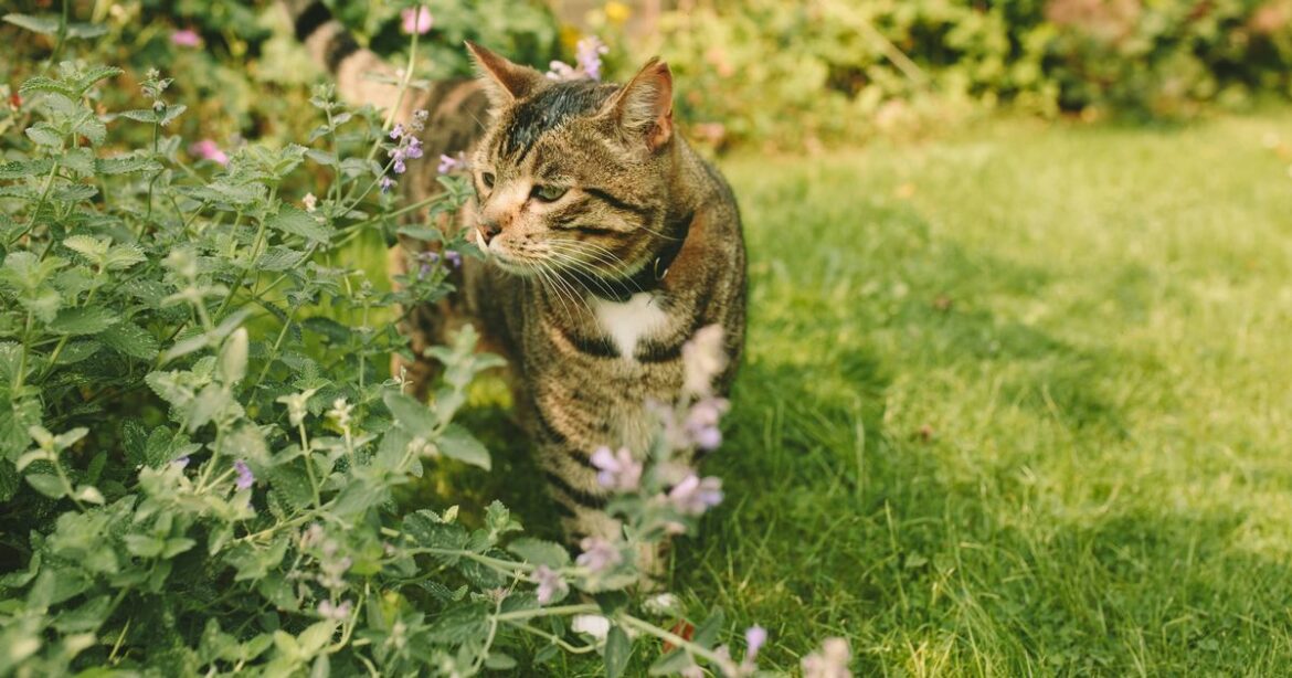 Cheap item cats ‘won’t go near’ to stop them pooing in your garden Ipso logo