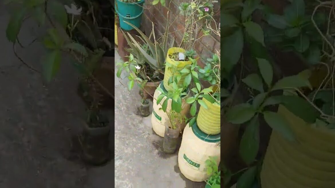 #plants #terracegardenindia #gardening #ytshorts #plantsofindia #ytviral #water #plantlover #care