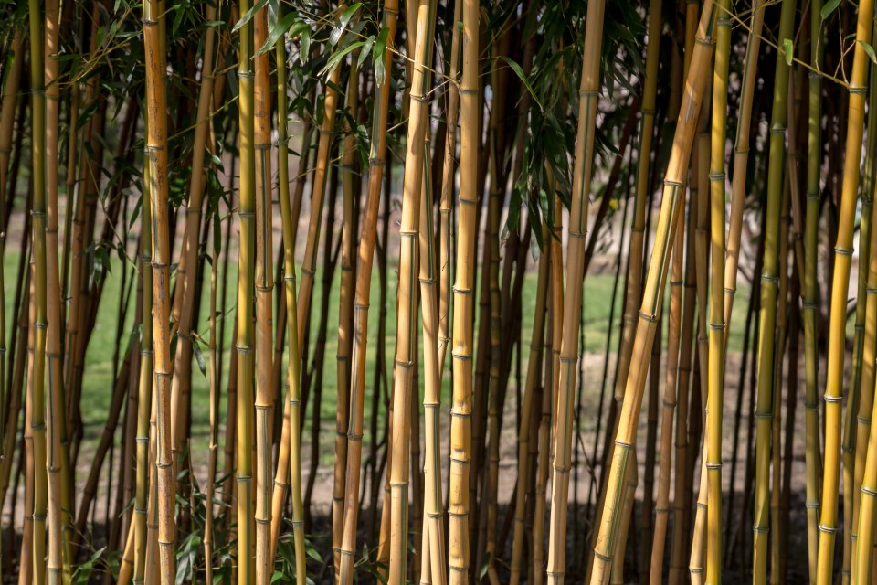 Dense bamboo hedge.