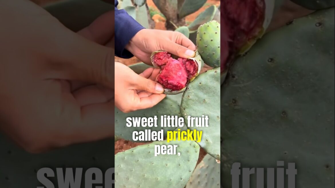 “Why People Are Farming Cactus Will Blow Your Mind!” #CactusFarming #PricklyPear #FoodFacts #edits