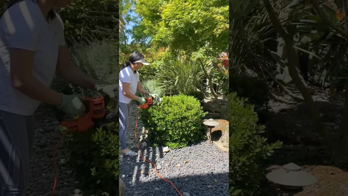 Backyard makeover starts now!  🌿🌷✨❤️#BackyardMakeover# GardeningLife #TreeTrimming #GardenGlowUp