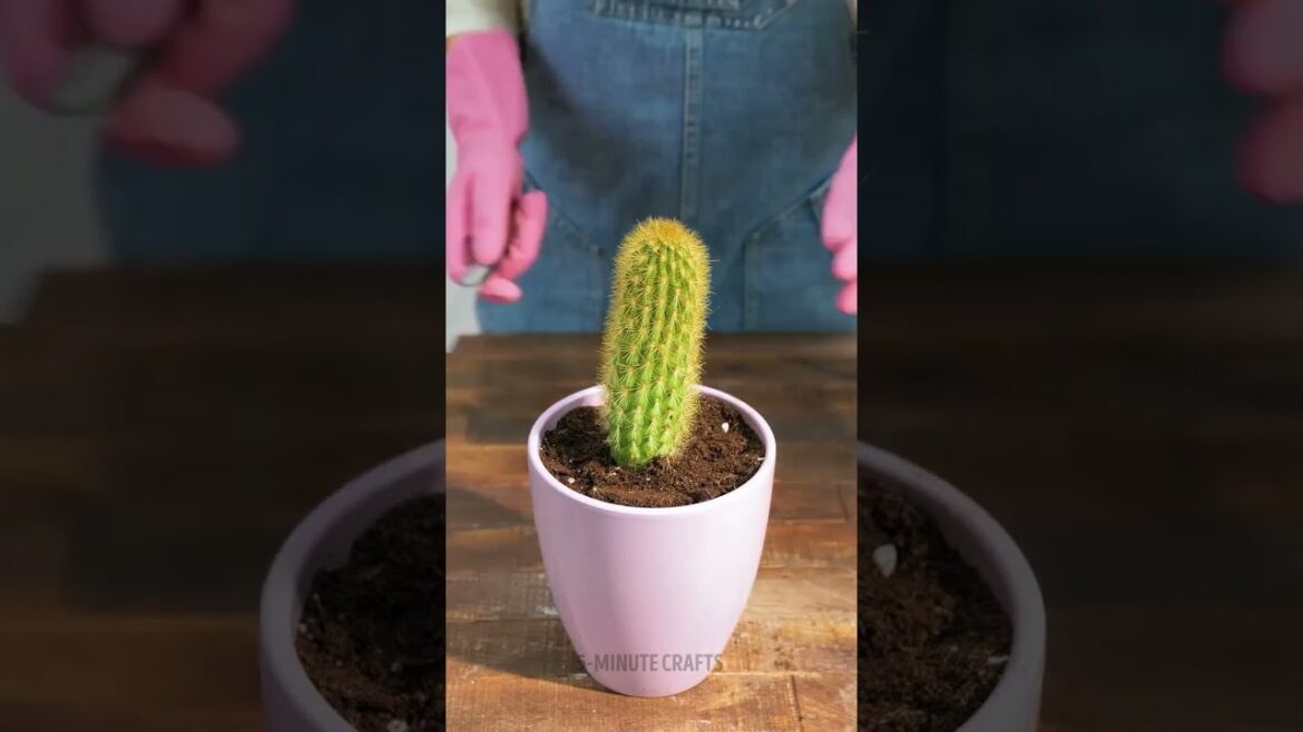 How to make your baby cactus grow 🌱💚