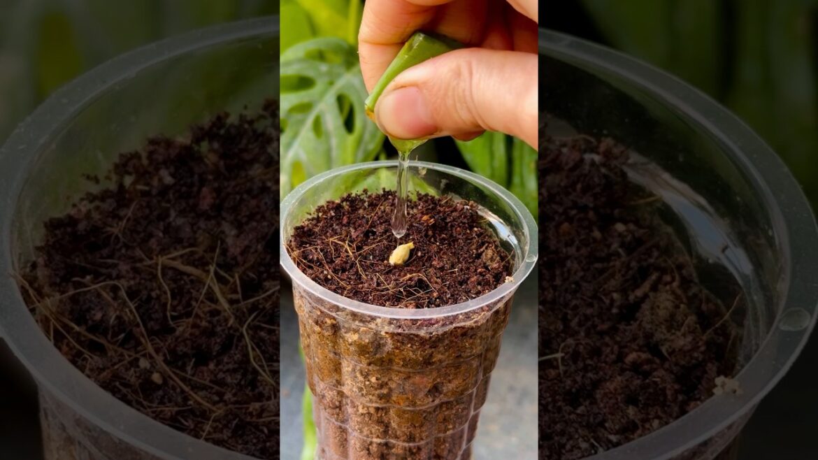 Growing Lemon Plant From Seed || #plants #gardening #experiment Growing Lemon Plant From Seed || #plants #gardening #experiment