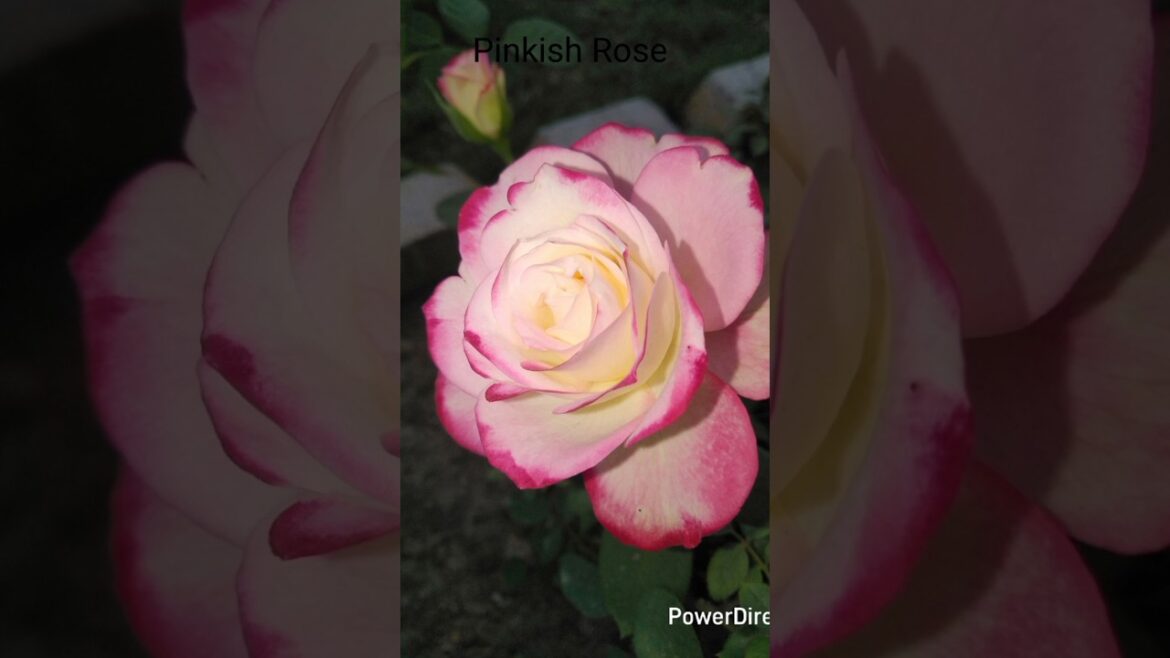 #rose #plants #rose #plants