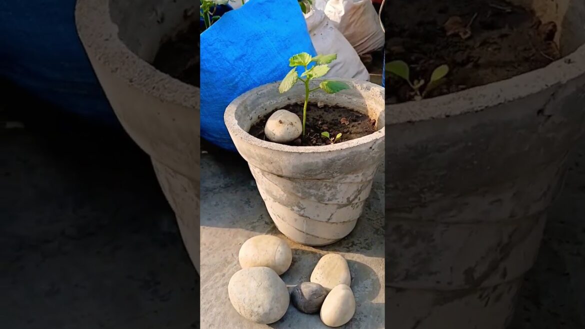 ਸਬਜੀ ਦੀਆ ਜੜਾ ਨੂੰ ਬਚਾਓ #terracegarden #care #tips #garden #vegetables #shorts @OrganicGardening1918 ਸਬਜੀ ਦੀਆ ਜੜਾ ਨੂੰ ਬਚਾਓ #terracegarden #care #tips #garden #vegetables #shorts @OrganicGardening1918