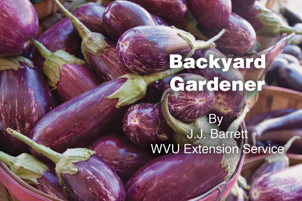 Backyard Gardener: Eggplant extravaganza | News, Sports, Jobs Backyard Gardener: Eggplant extravaganza | News, Sports, Jobs