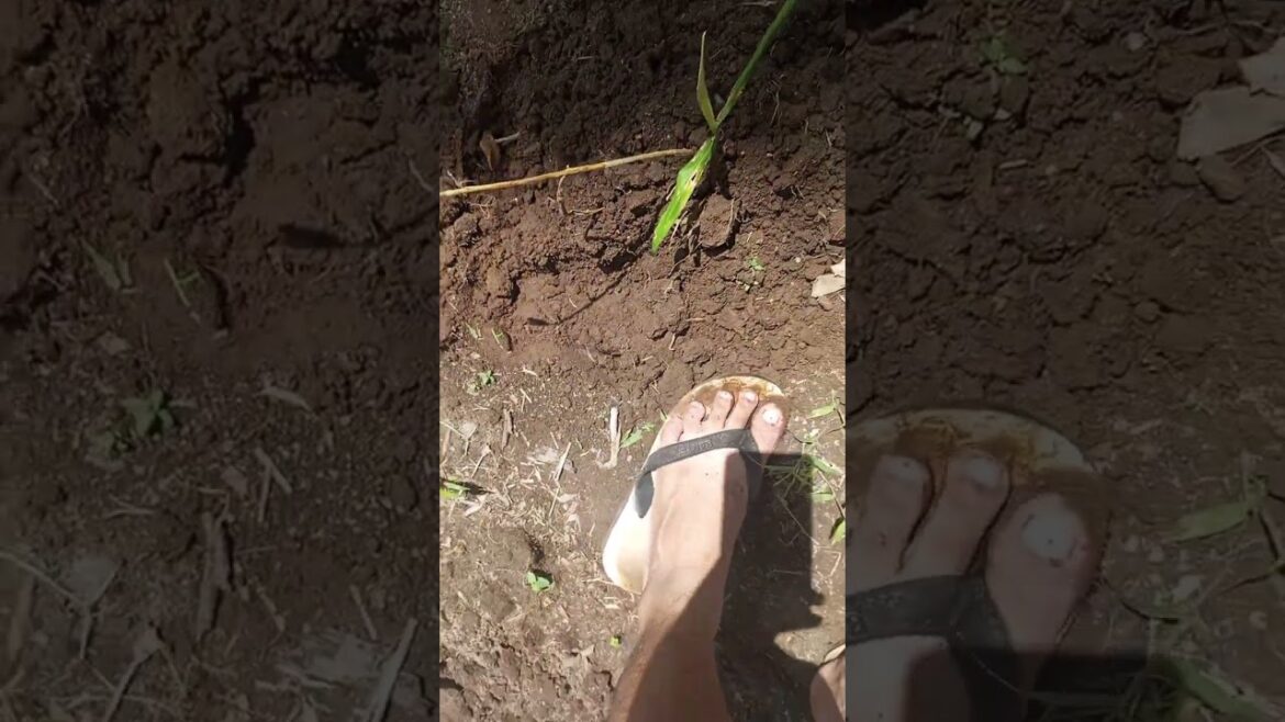 backyard garden 🏡 #viralvideo