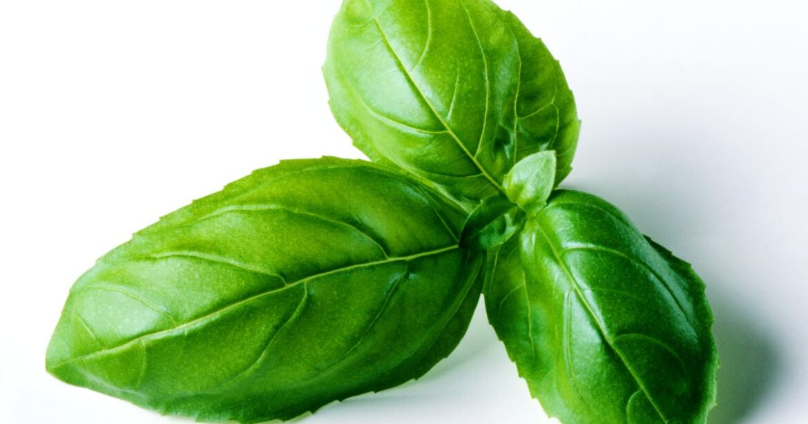 ‘I bought potted basil from 8 UK supermarkets and one thing became very clear’ Ipso logo