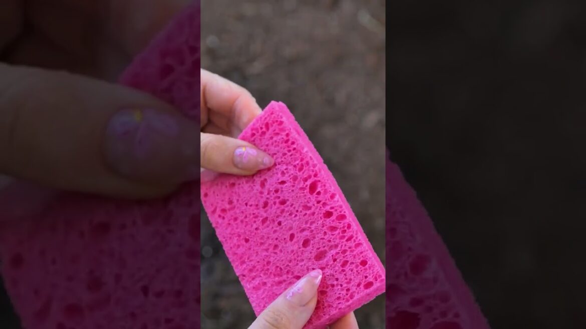 Pro garden tips you can try at home! 🌿✨ #gardenhacks #easydiy Pro garden tips you can try at home! 🌿✨ #gardenhacks #easydiy