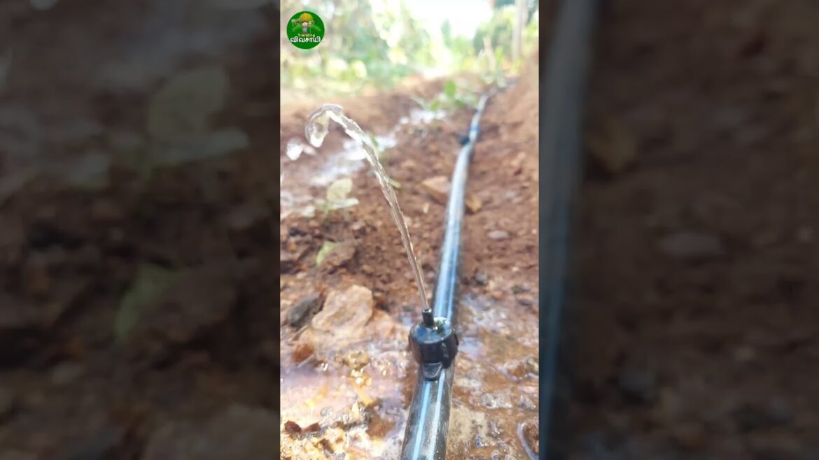 💥Home garden drip irrigation!👆🏻 #ideas #pipelining #tips #short