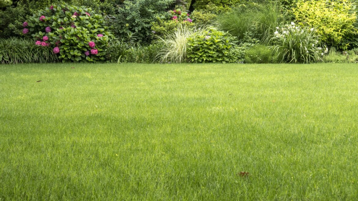 Everyday £3 household product can be used to fertilise your garden's grass this summer – it also works in flowerbeds