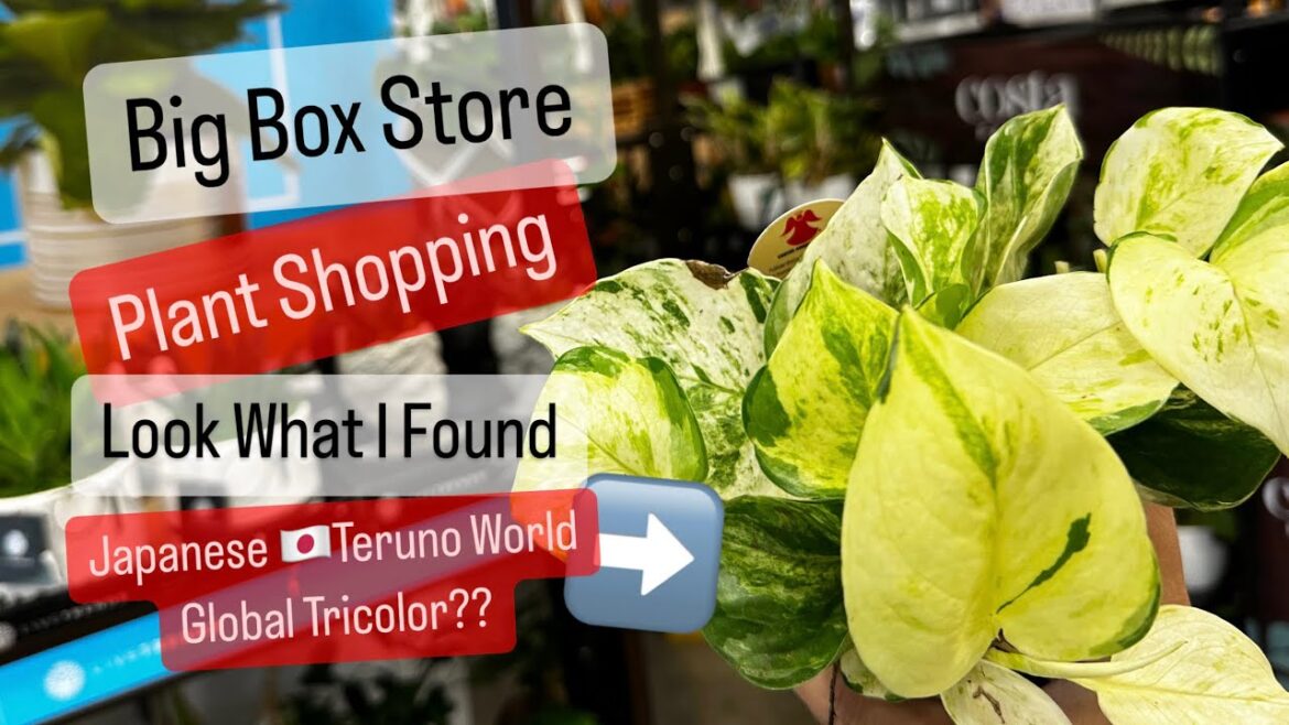 Big Box Store Plant Shopping Lowe’s Plant Discovery Japanese Global Tricolor Pothos? Big Box Store Plant Shopping Lowe’s Plant Discovery Japanese Global Tricolor Pothos?