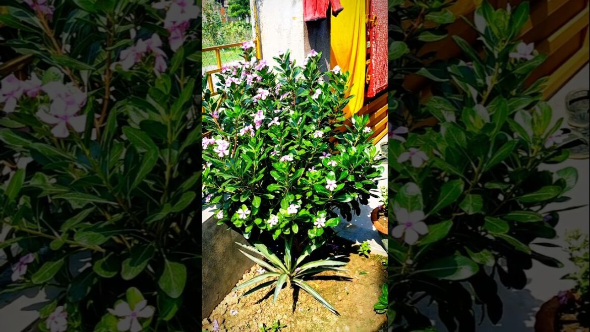 Transform Your Home with These Beautiful Garden Ideas