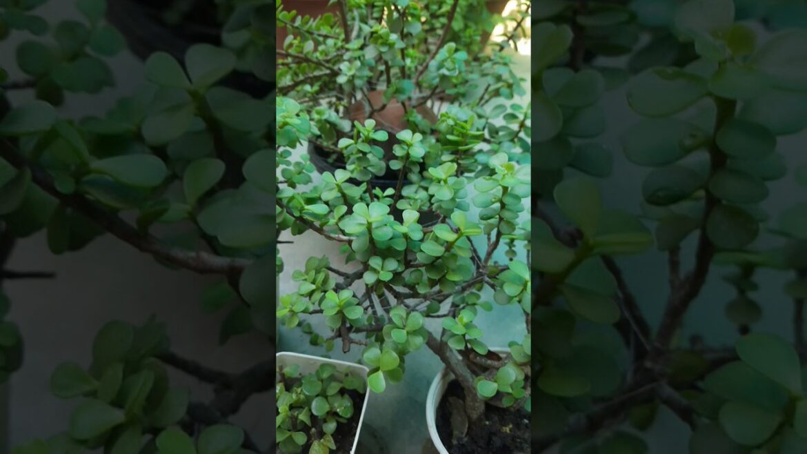 Jadeplant propercare#jadeplant#luckyplant#garden #gardening #gardeningideas #plants #gardeningtips