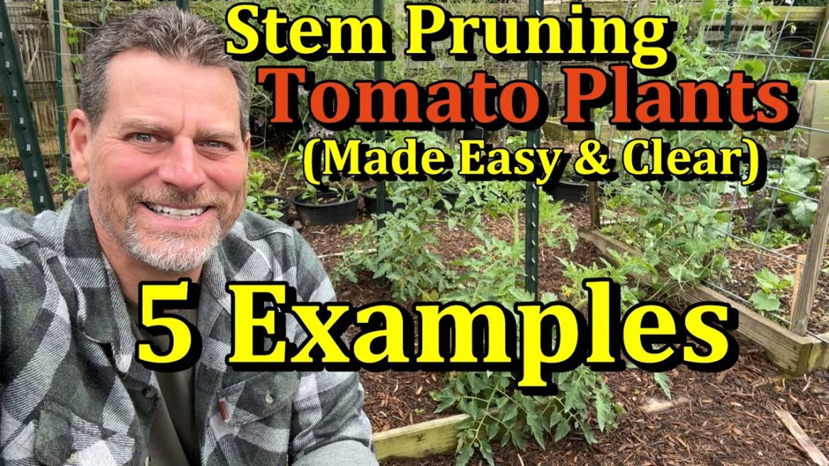 How to Prune Tomato Plants & Why Do It? (All the Steps for Single, Double, & Triple Stem Pruning)