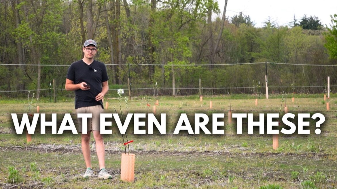 MIgardener: 10 Apple Varieties I Bet You Never Knew Existed 10 Apple Varieties I Bet You Never Knew Existed