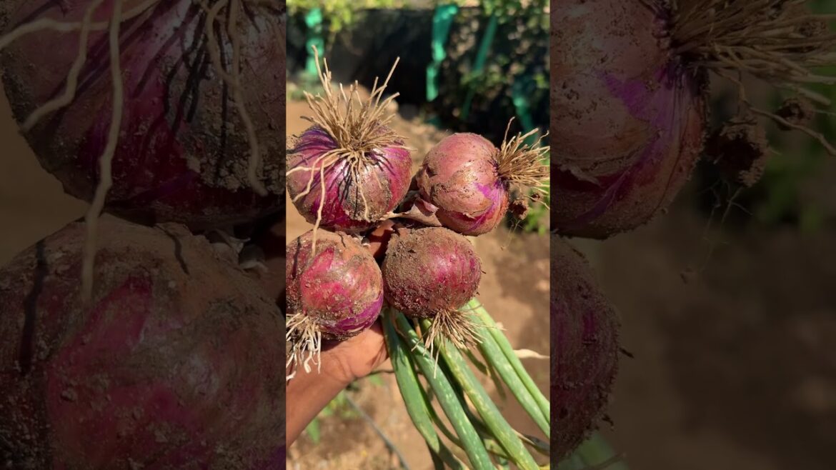 Harvesting Time At My Backyard garden #farming #agriculture #broilerfarming