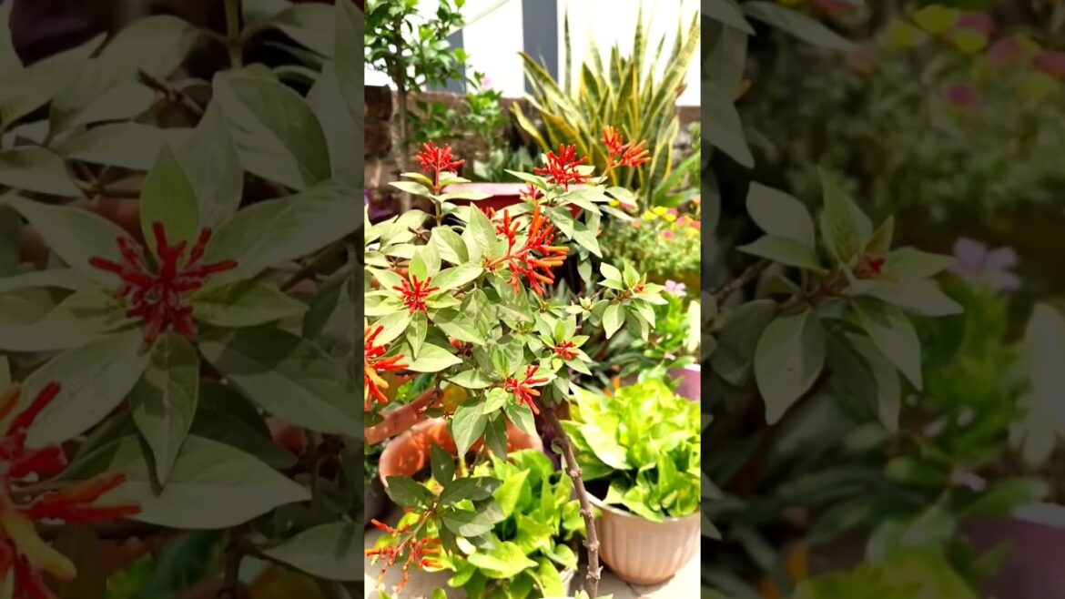 Hamelia firebush plant ☘️#shorts #garden #gardening #trending #viralshorts #shortsfeed