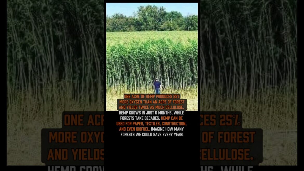 🌿 The Plant That Can Save Forests  #history #book_records #interestingfacts #historyfacts