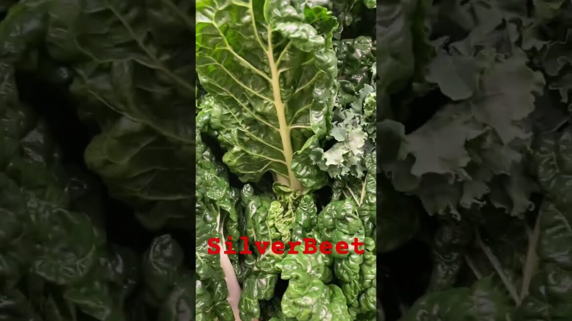 SilverBeet #shorts #silverbeet, #veggies SilverBeet #shorts #silverbeet, #veggies