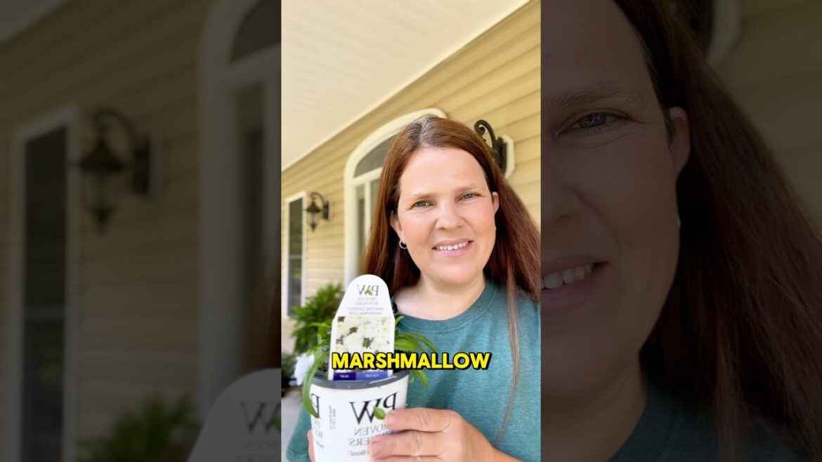 Marshmallows for Mom!! @greatgardenplants  #mothersday #mothersdaygift #daisy #shorts