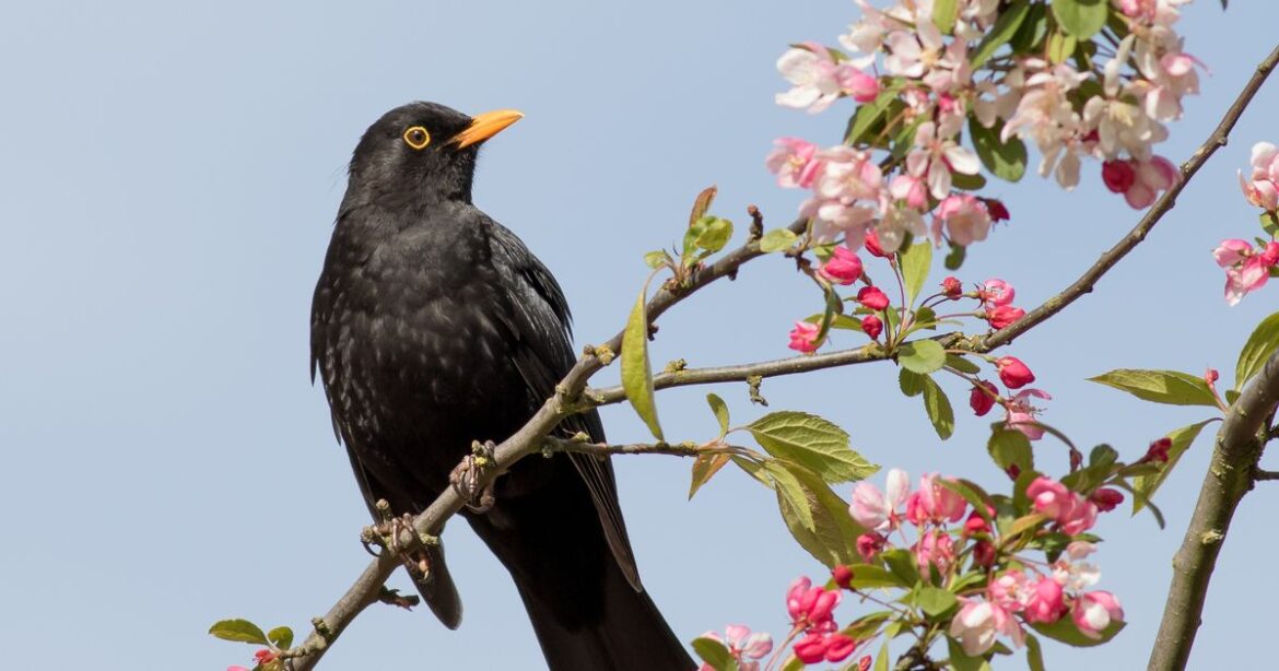 UK households warned to check on blackbirds when they enter your garden Ipso logo