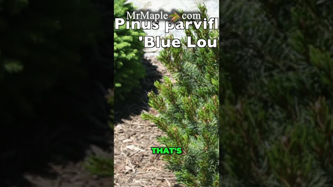 Blue Lou & Super Dragon Stunning Garden Color Combinations! Blue Lou & Super Dragon Stunning Garden Color Combinations!