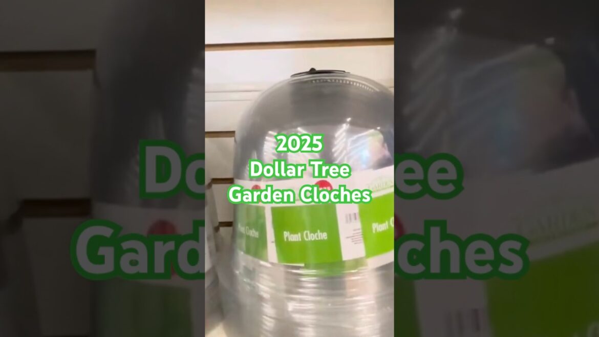 2025 Dollar Tree Gardening Supplies | Dollar Tree Plant Cloches #dollartree #shop #garden #cloche