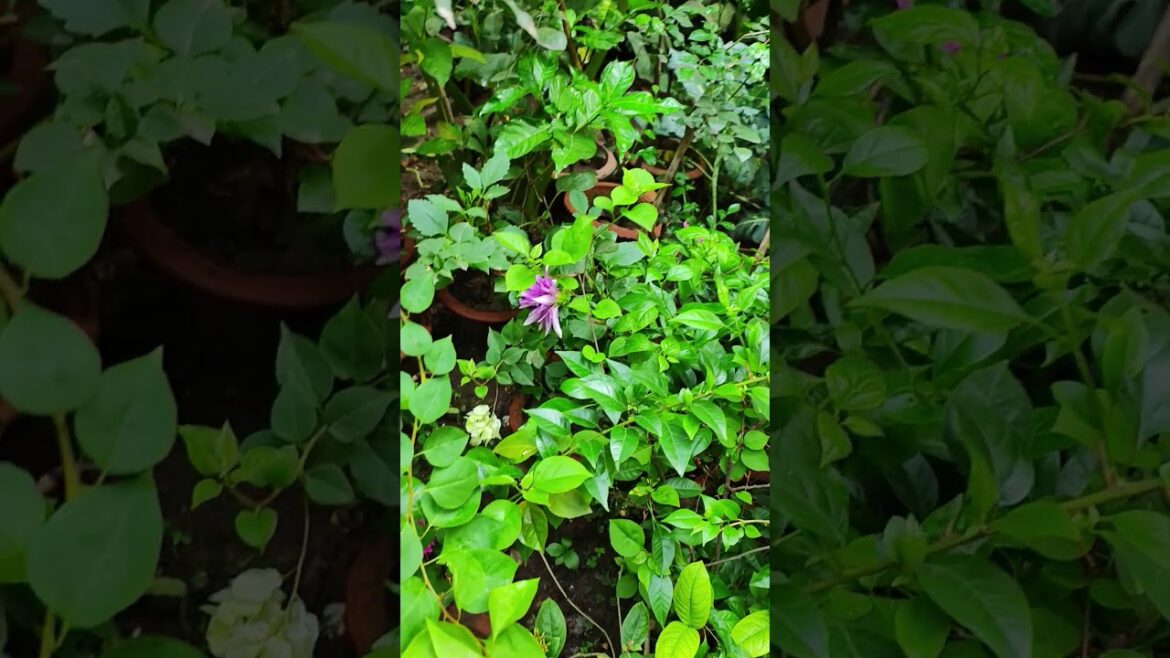 Backyard Garden #floweringplant