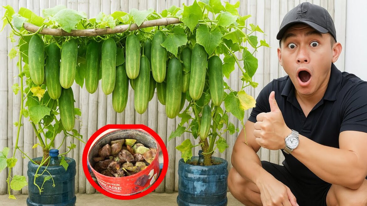 How to Grow Cucumbers in Containers Without a Garden: Easy Container Gardening