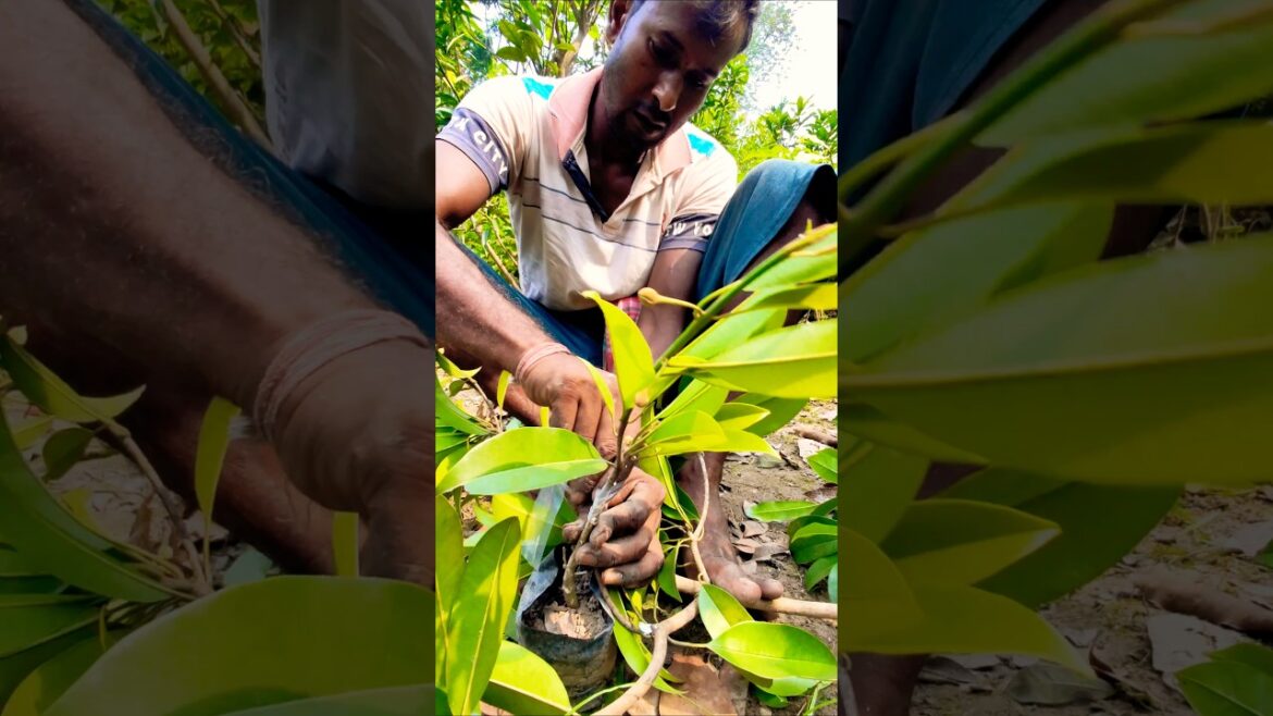 Sapota (Chikoo/সবেদা) Grafting Technique – Simple & Effective #shorts Sapota (Chikoo/সবেদা) Grafting Technique – Simple & Effective #shorts