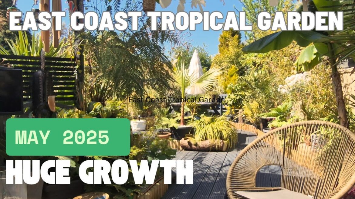 May 2025 Update Garden Tour | Huge Growth | Palm Trees | Tiki Hut #plants #tropicalgarden May 2025 Update Garden Tour | Huge Growth | Palm Trees | Tiki Hut #plants #tropicalgarden