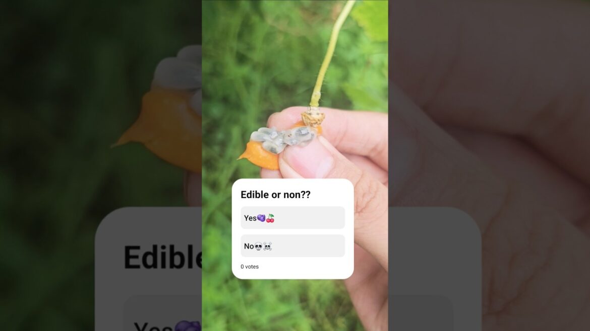 “Edible or poisonous berry ?” #berry #shorts #viralshorts #fruit "Edible or poisonous berry ?" #berry #shorts #viralshorts #fruit