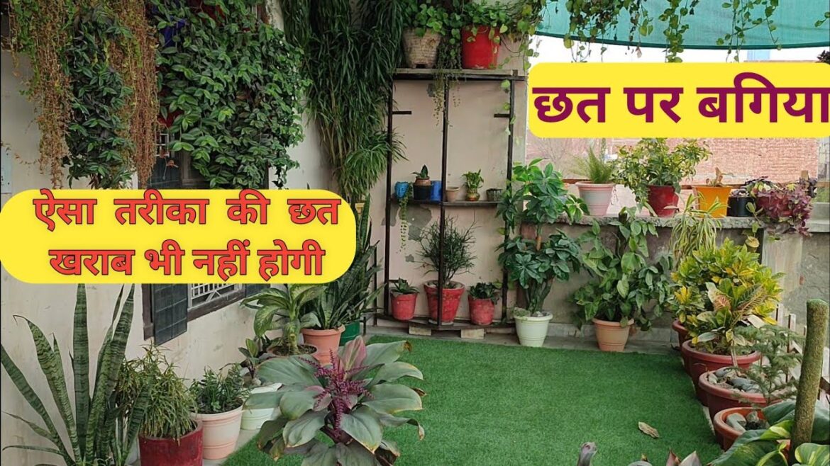 gardening ideas for home | kitchen gardening ideas for home | outdoor plants decoration