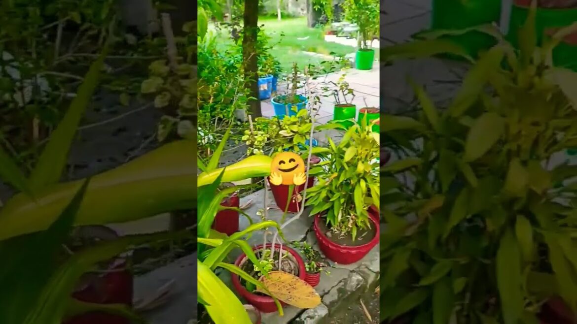 आत्म निर्भर पौधे!💕 🌿 🌱🪴#gardening #garden  #terracegardenindia #plants