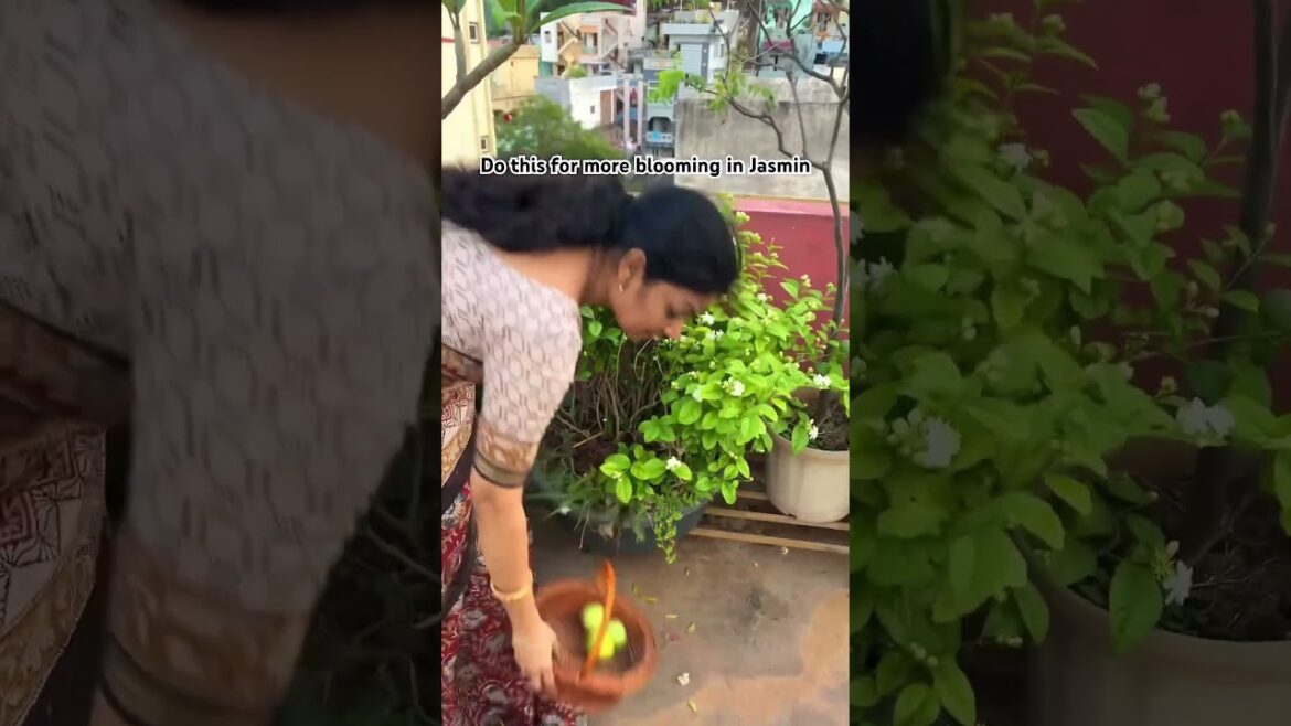 Mad gardener #gardening #tips #gardening #My Mad gardener #gardening #tips #gardening #My